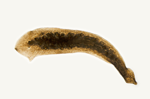 Photomicrograph of planaria, a flatworm, Dugesia species, twisting as it moves through water. Freshwater stream, San Luis Obispo, California. Live specimen. Wet mount, 2.5X objective, transmitted bright field illumination.
