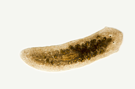 Photomicrograph of planaria, a flatworm, Dugesia species. Slight motion blur in head. Freshwater stream, San Luis Obispo, California. Live specimen. Wet mount, 2.5X objective, transmitted brightfield illumination.