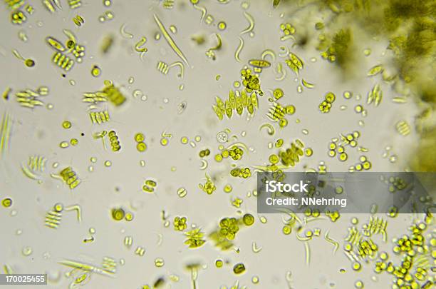 Micrografía Phytoplankton Foto de stock y más banco de imágenes de Magnificación - Magnificación, Alga, Célula de planta