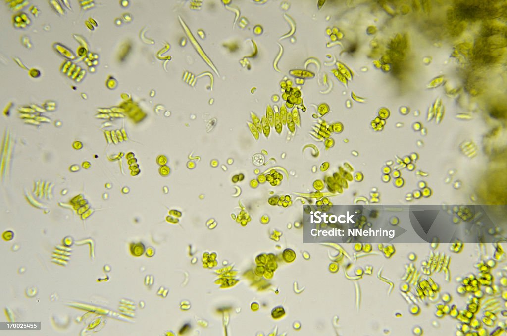 phytoplankton micrograph Photomicrograph of freshwater phytoplankton, a variety of different species of algae. Live specimen. Wet mount, 40X objective, transmitted brightfield illumination. Magnification Stock Photo