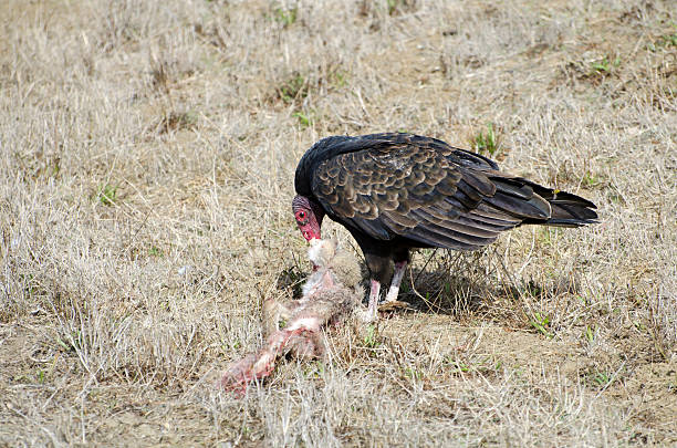 istock turkey vulture  Cathartes aura 170025485