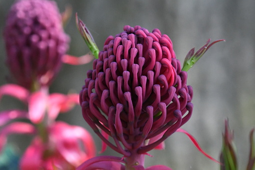 Red Waratah Australian native flower
