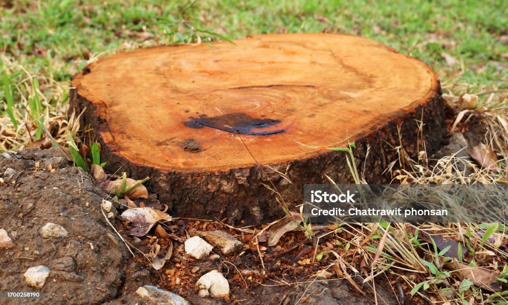 Demage Tree Big Tree Cutting Deforestation Damage Stock Photo - Download Image Now ...