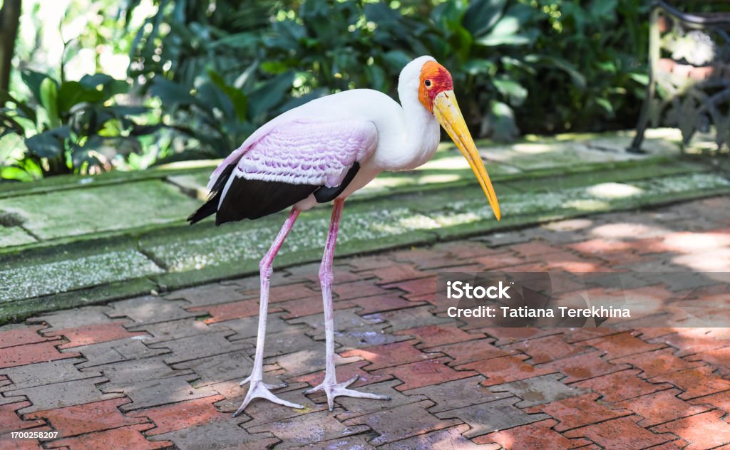 The yellow-billed stork (Mycteria ibis), sometimes also called the wood stork or wood ibis in Kuala Lumpur, Malaysia Animal Stock Photo