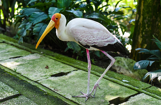 The yellow-billed stork (Mycteria ibis), sometimes also called the wood stork or wood ibis in Kuala Lumpur, Malaysia