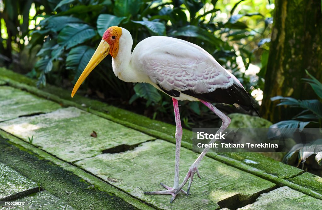 The yellow-billed stork (Mycteria ibis), sometimes also called the wood stork or wood ibis in Kuala Lumpur, Malaysia Animal Stock Photo