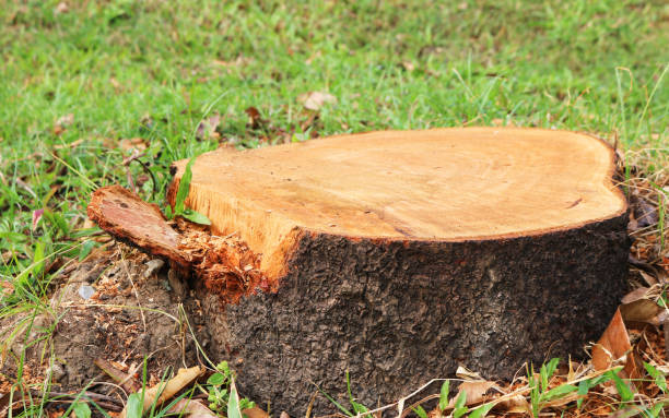 istock Traces of tree cutting background. 1700259313