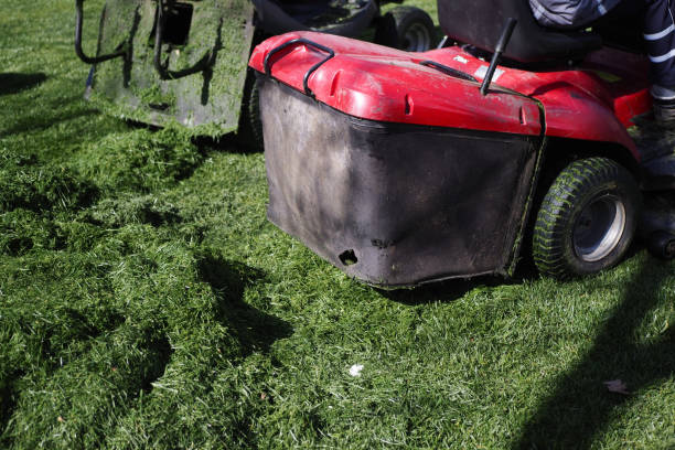 istock Man Trimming Grass In A Garden 1700260459