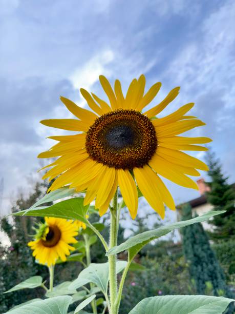 istock Sunflower showing up its beauty on a cloudy day 1700260997