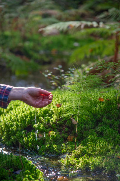 istock Woman in forest near small stream 1700261027