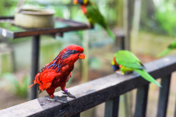 istock Blue-streaked lory (Eos reticulata) also known as blue-necked lory in Malaysia 1700262111