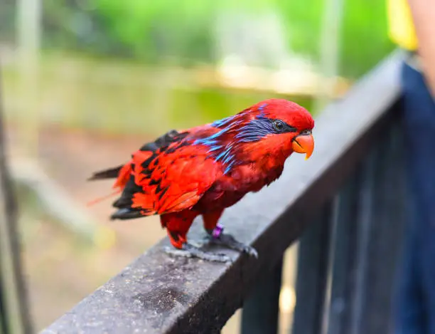 Blue-streaked lory (Eos reticulata) also known as blue-necked lory in Malaysia