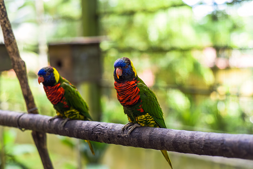 Rainbow lorikeet going for a walk