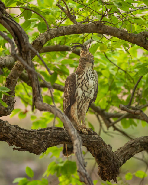 changeable or crested hawk eagle or nisaetus cirrhatus closeup perched on tree in natural green background at bandhavgarh national park tiger reserve madhya pradesh india asia - jim corbett national park 個照片及圖片檔