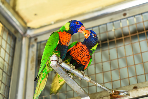 Loriini parrots love birds on a branch in Kuala Lumpur, Malaysia