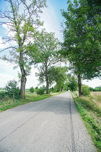 Empty road with green trees to the forest in the morning, countryside landscape