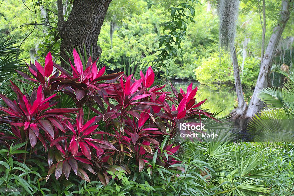 Follaje Tropical con planta hawaiana de la suerte - Foto de stock de Florida - Estados Unidos libre de derechos