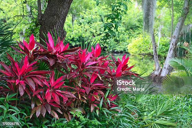 Follaje Tropical Con Planta Hawaiana De La Suerte Foto de stock y más banco de imágenes de Florida - Estados Unidos - Florida - Estados Unidos, Planta hawaiana de la suerte, Naturaleza