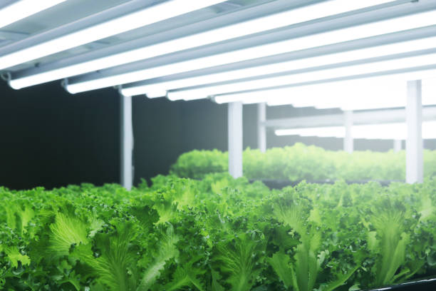 istock Fresh organic vegetables leaves with artificial lighting fluorescent. 1700267211