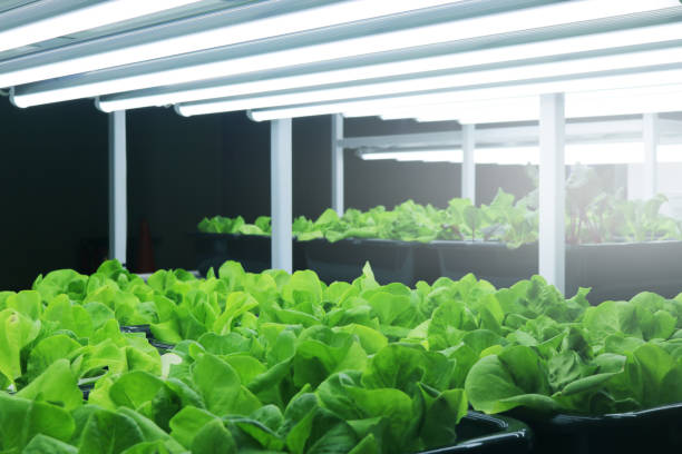 istock Fresh organic vegetables in smart plant nursery farm. 1700267362
