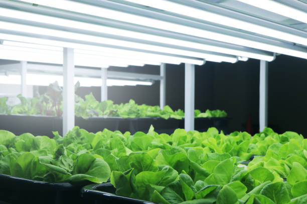 istock Organic vegetables plant with artificial lighting fluorescent. 1700267378