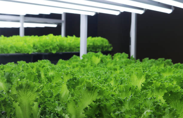 istock Organic vegetables leaves with artificial lighting fluorescent. 1700267608