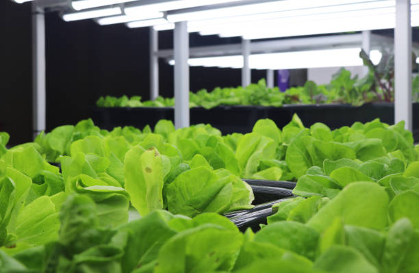istock Organic vegetables in plant research laboratory. 1700267744