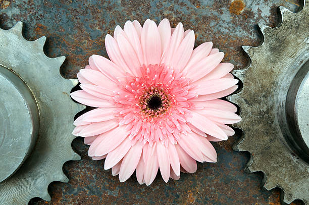 Pink flower in between of two rusted gears