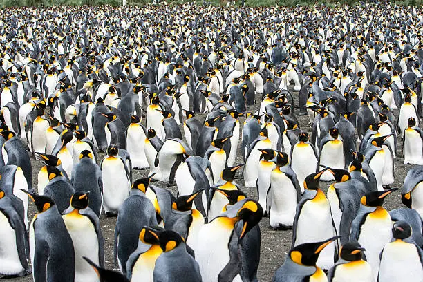 Crowded King Penguin Colony, South Georgia and South Sandwich Islands, Antarctica