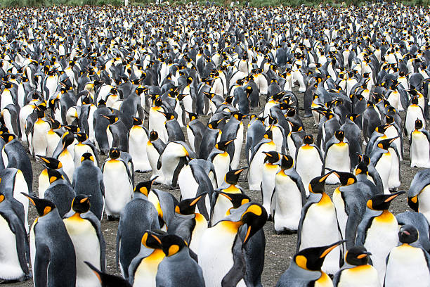 king colônia de pinguins geórgia do sul, antártica - pinguim de schlegel - fotografias e filmes do acervo