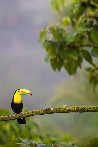 La Fortuna, Costa Rica:  A keel-billed toucan sitting on a branch in a rainforest close to La Fortuna in Costa Rica.