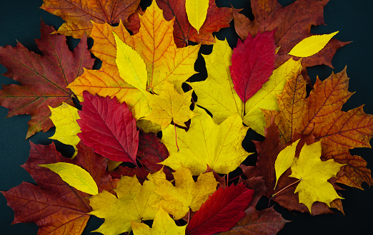 Multicolored autumn leaves on the black background. Autumn background. Flatlay. Top view. Selective focus.