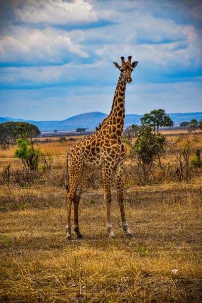 istock Giraffe stands in the middle of a grassy field 1700281134