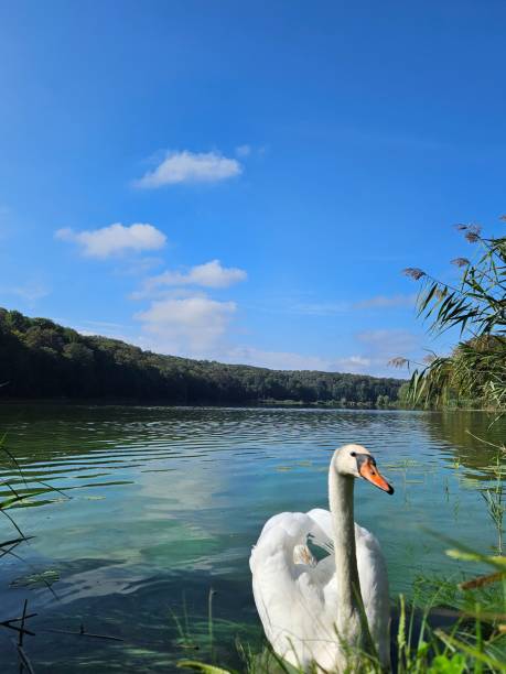 istock swan standing in water next to treeline under a blue sky 1700281652