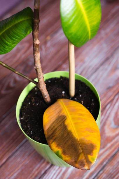 istock Fallen yellowed ficus leaf. Improper care, deficiency of vitamins and minerals. Selective focus. 1700283343