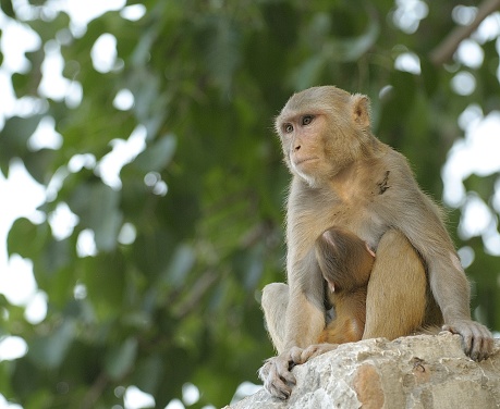 Apes sitting on a wall and observing the surrounding.