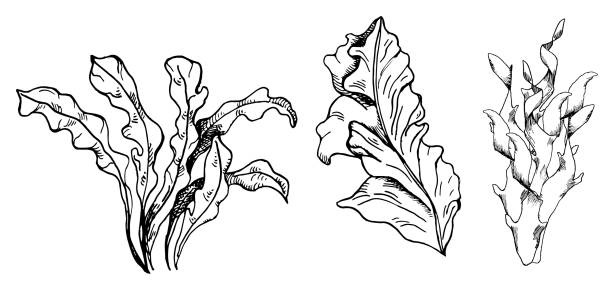 벡터 분홍색 바다 식물 잉크 손으로 그린 그림은 흰색 배경에 분리되어 있습니다. 붉은 포르피라, laminaria 해초 검은 흰색 라인. 패키지, 라벨, 포장, 해양 수집을 위한 디자인 요소. - spirulina pacifica illustrations stock illustrations