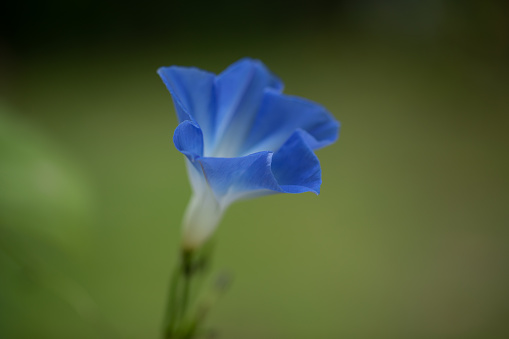 beautiful blue wildflower blossom in summer