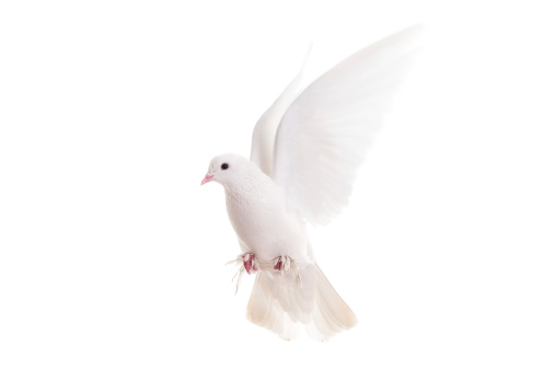 White pigeon, blurred motion