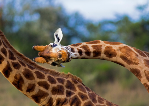 Unusual close up of a Rothschild giraffe in mid \