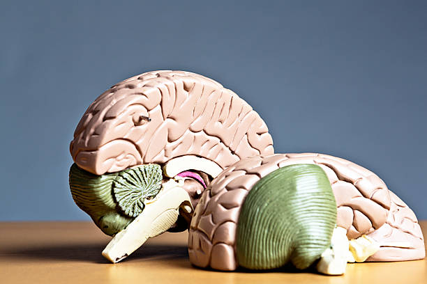 istock Indecision or mental illness? Two halves of model brain. 170030135