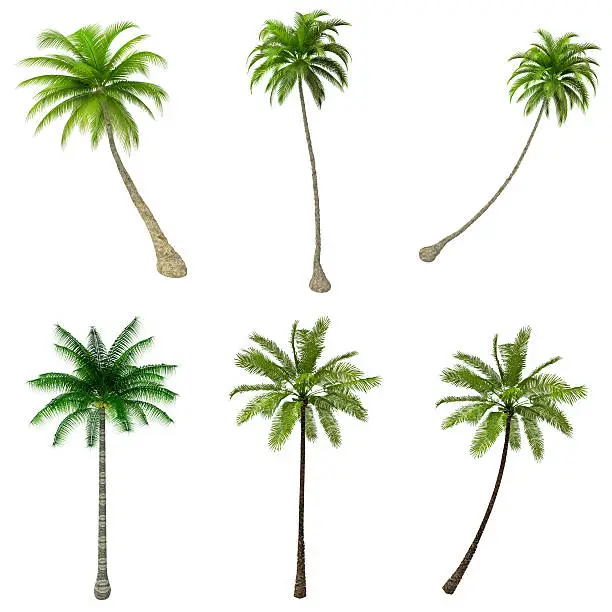 Photo of Palms Trees COLLECTION / SET on Pure White Background (72MPx-XXXL)