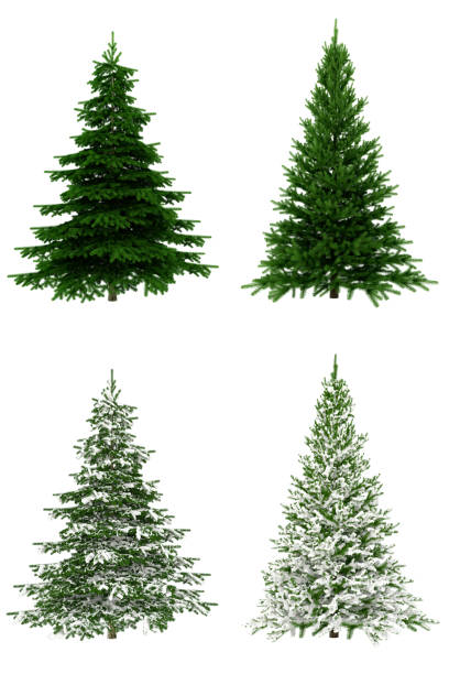 Christmas Trees COLLECTION / SET on Pure White Background (65Mpx-XXXL) Christmas trees set isolated on white background for fast selection and use, 3D render. fir tree stock pictures, royalty-free photos & images