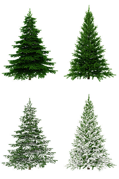 christmas trees collection / set on pure white background (65mpx-xxxl) - fir bildbanksfoton och bilder