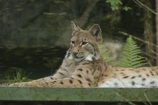 Lynx in a zoo