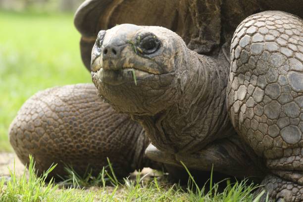 istock a turtle in the green grass 1700311938