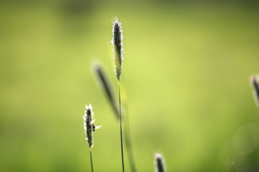 Focus on central grass bud surrounded by green meadow background. Meadow out of focus to provide lots of copy space
