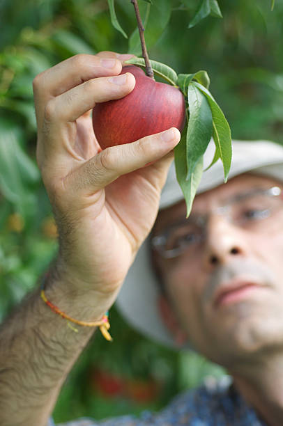 Man Harvesting a Ripe Peach