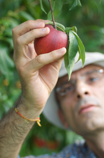 Man Harvesting a Delicious Ripe Peach. Focus on finger in foreground.