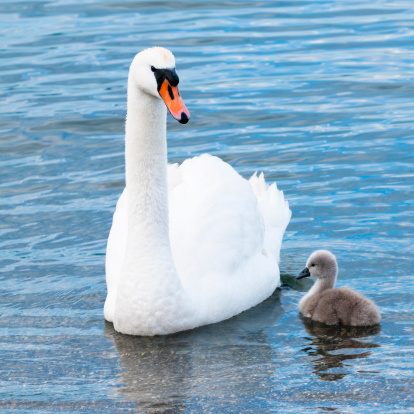 Wild mute swan family swim in lake in summer time. Happy animals female and two chick float in water. Mother bird cygnus olor care about a generation. Together fluffy swan babies look food in pond.